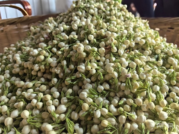 交售的茉莉花（央广网发  元江县融媒体中心供图）