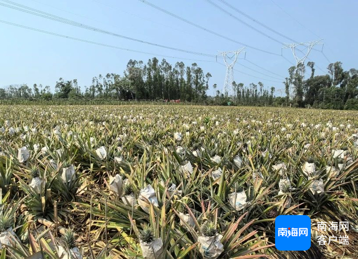 海南凤梨丰收上市。（省供销社供图）