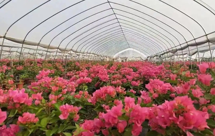 春之染种植专业合作社精心培育的三角梅