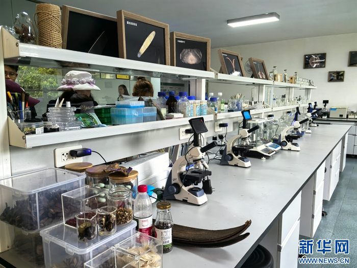 望天树雨林学校一隅（3月25日摄）。新华网 和新兰 摄