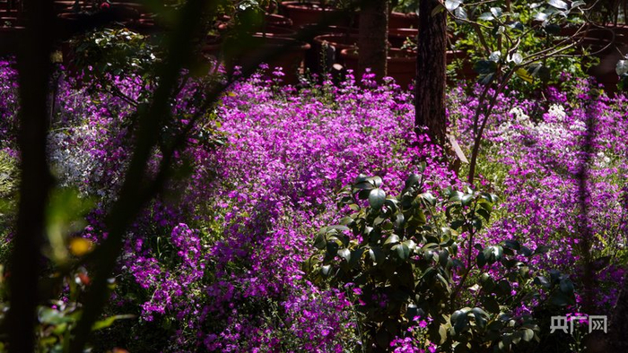 一簇一簇的报春花（央广网记者  魏文青  摄）