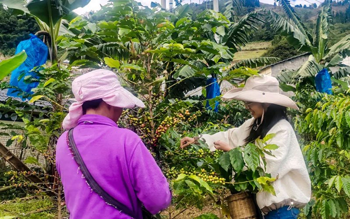 咖农正在采摘咖啡豆。怒江州融媒体中心供图