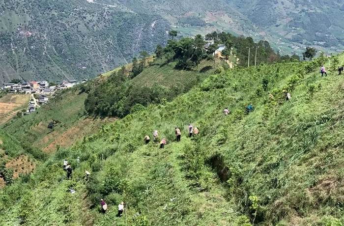 咖农正在采摘咖啡豆。怒江州融媒体中心供图