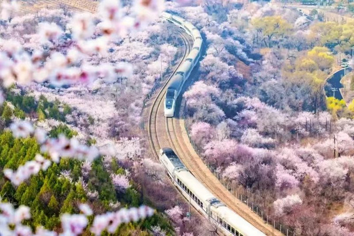 列车穿越粉红花海。昌平区供图