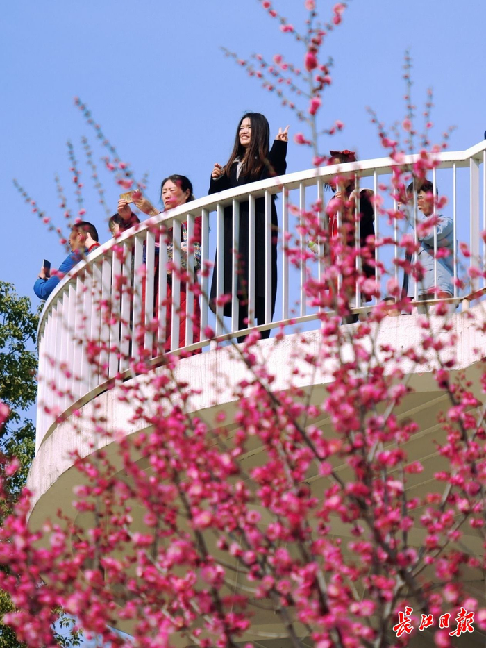 今年东湖梅花展期间，东湖梅园吸引16.9万人次游客前来赏梅寻春。　长江日报记者何晓刚 摄