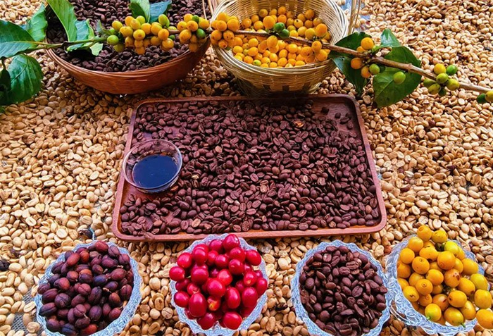 怒江咖啡。怒江州融媒体中心供图