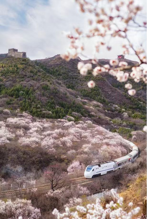 居庸关长城脚下，列车穿越粉红花海。昌平区供图