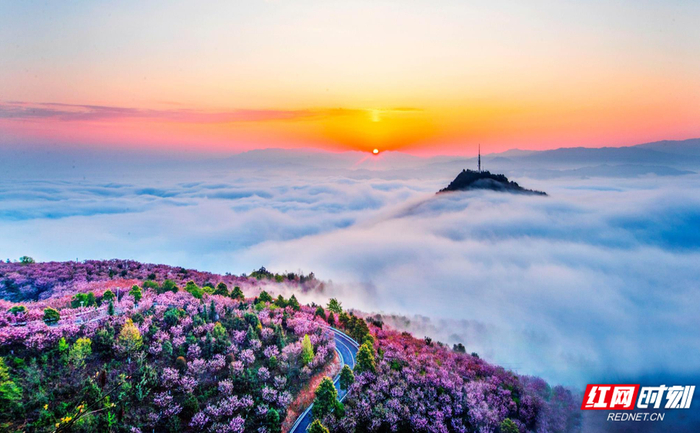 怀化嵩云山樱花云海。