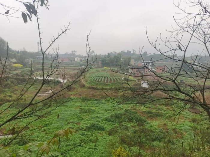 百余亩鱼塘整体呈“L”形