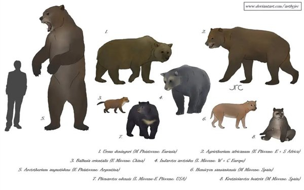 △ 几种已灭绝的熊的体型比例