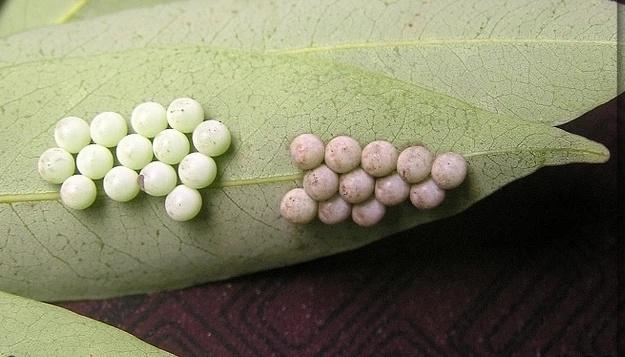 图源：广东科普