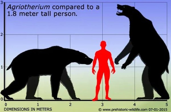 △ 郊熊体型巨大