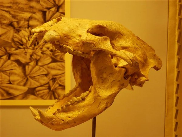 △ 祖熊头骨化石