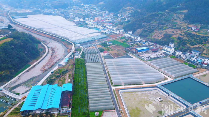 秭归九畹溪镇脐橙现代化良种繁育示范基地。（湖北日报通讯员 胡中雪 摄）