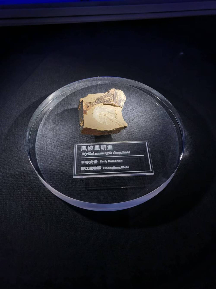 澄江化石地世界自然遗产博物馆昆明鱼化石  总台记者  熊逸  摄