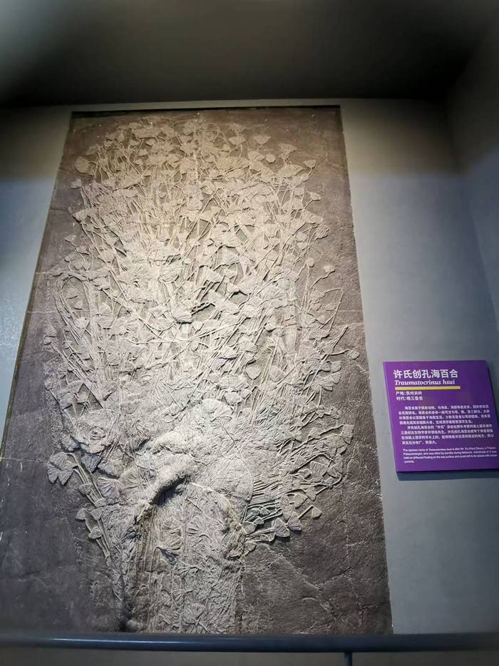 澄江化石地世界自然遗产博物馆海百合化石  总台记者  熊逸  摄