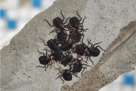 破壳而出的荔蝽（图源：深圳疾控）