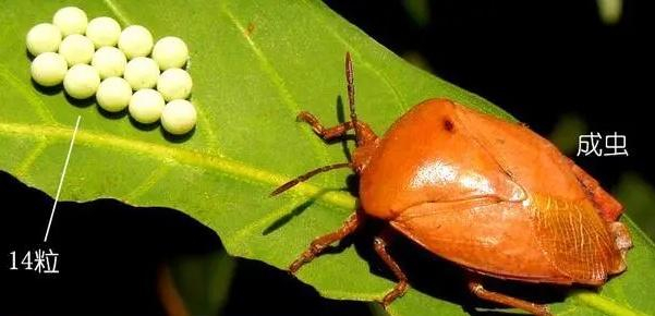 图源：广东科普