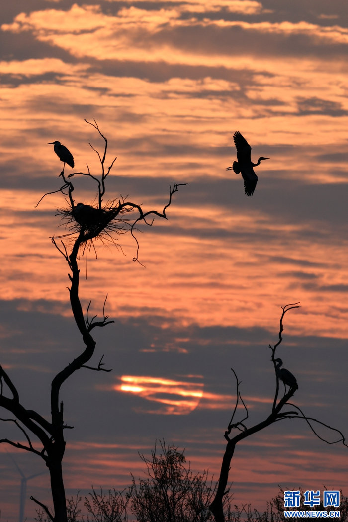 云南曲靖:鹭鸟逐日 剪影如画