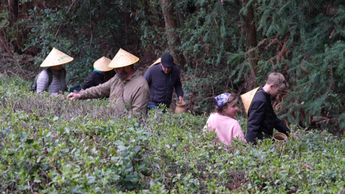 国际友人在茶园内体验采茶（央广网发  朱海升  摄）