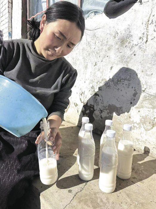 将挤出的马奶收集起来。