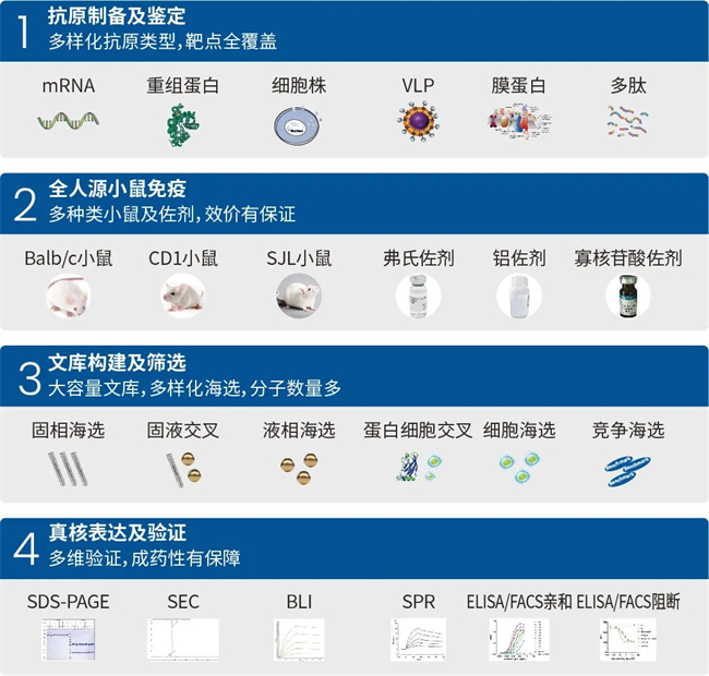 ▲ 图2. 三优全人源小鼠抗体发现系统解决方案