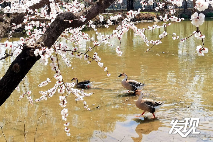 西安市浐灞国家湿地公园，几只鸿雁漫步在春天里。高平 摄