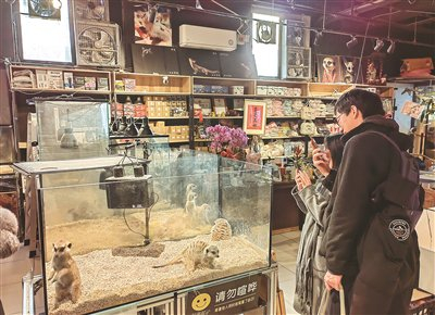 在北京市朝阳区一家异宠店，顾客用手机拍摄狐獴活动。本报记者 史志鹏摄