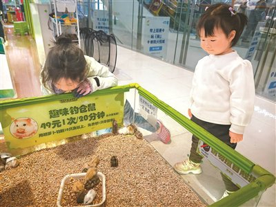 北京市朝阳区一家商场，宠物店里的仓鼠吸引小朋友驻足。本报记者 乔彩摄