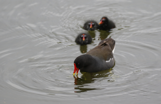 黑水鸡 作者拍摄
