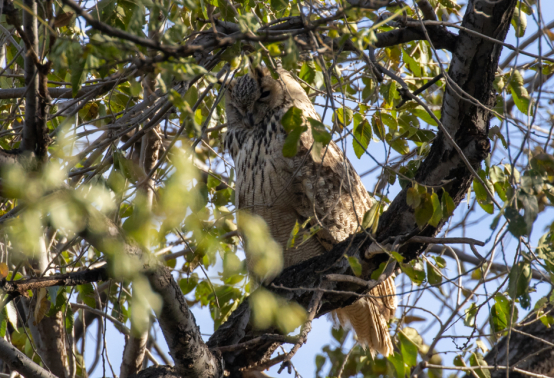 北京市区的雕鸮 不仔细看很难发现 作者拍摄