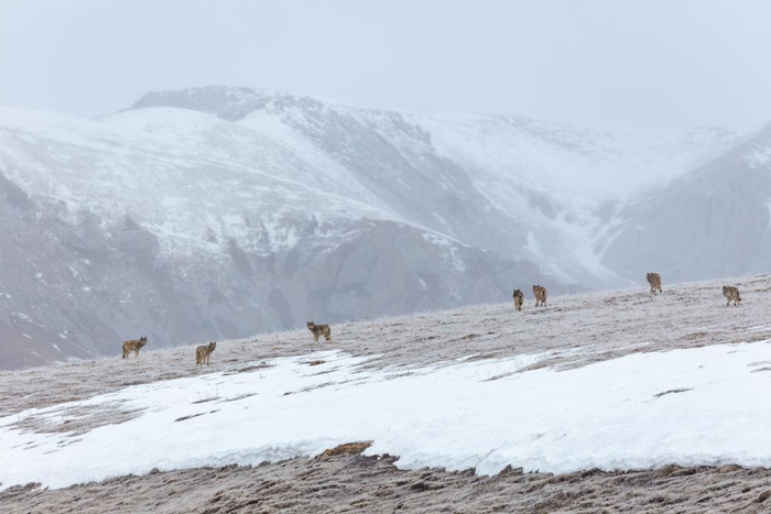 　　监测平台拍摄到的狼群