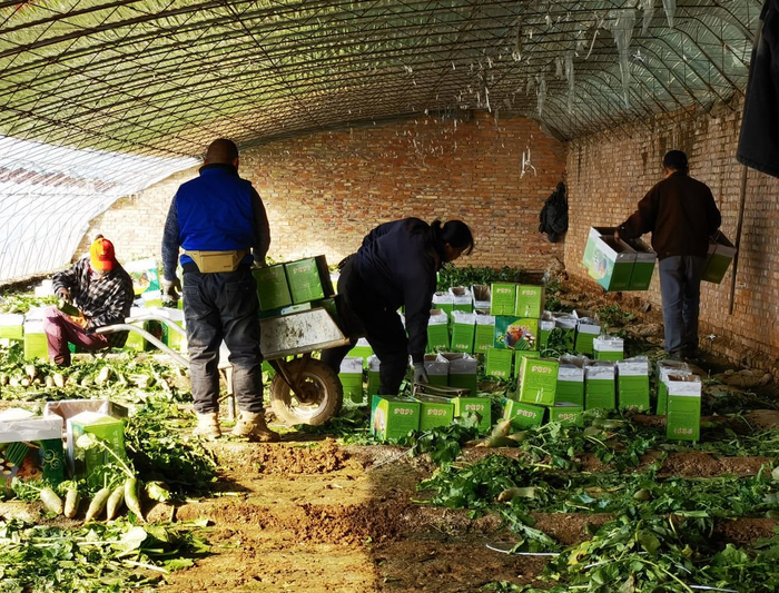 成熟的萝卜等待打包投向市场 宋瑞 摄