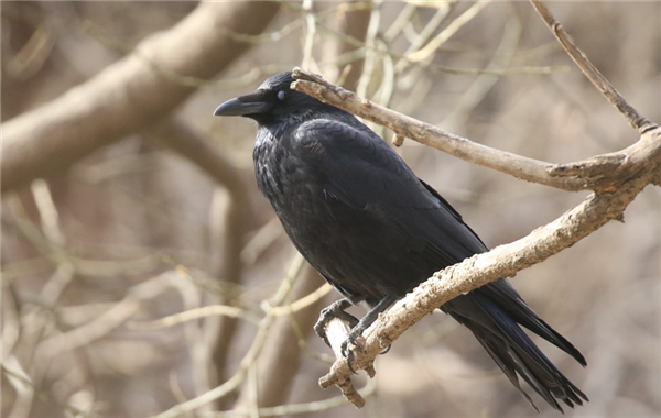 小嘴乌鸦，注意它有更小的喙，喙与头部的转折更平缓 作者拍摄