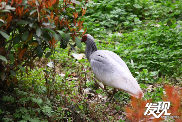 汉中洋县朱鹮生态园，正在觅食的朱鹮。