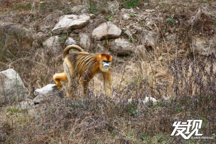 汉中洋县华阳景区，踱步觅食的金丝猴。
