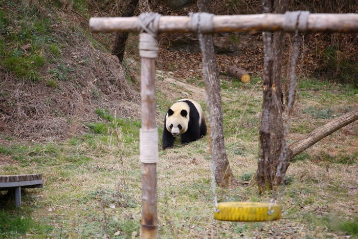汉中洋县华阳景区，玩耍中的大熊猫。
