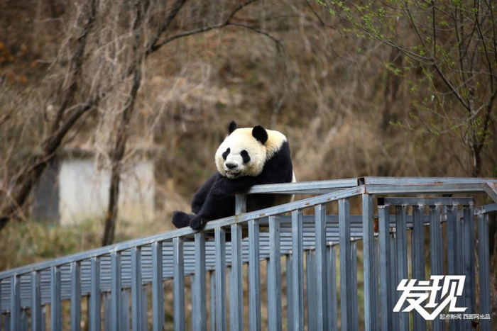 汉中洋县华阳景区，休憩中的大熊猫。