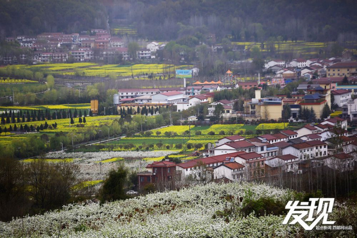 汉中洋县朱鹮梨园景区，油菜花与梨花相映开放。