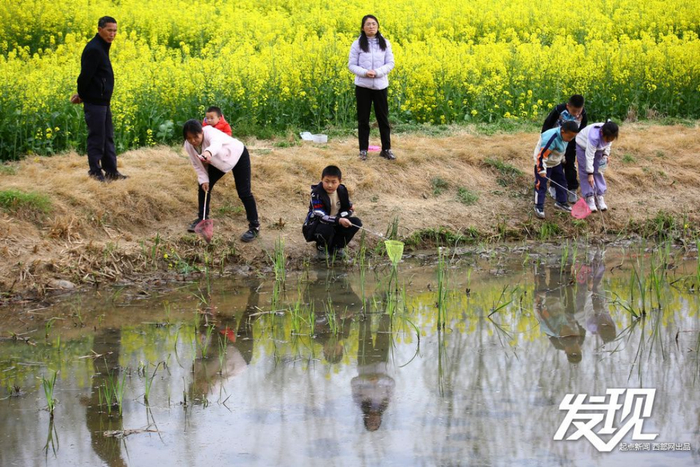 汉中洋县，游客在油菜花海中感受自然。