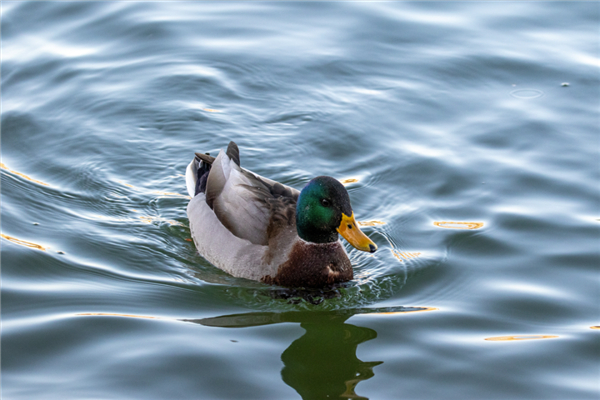 绿头鸭 作者拍摄