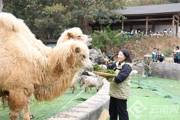 骆驼品尝云南特色美食