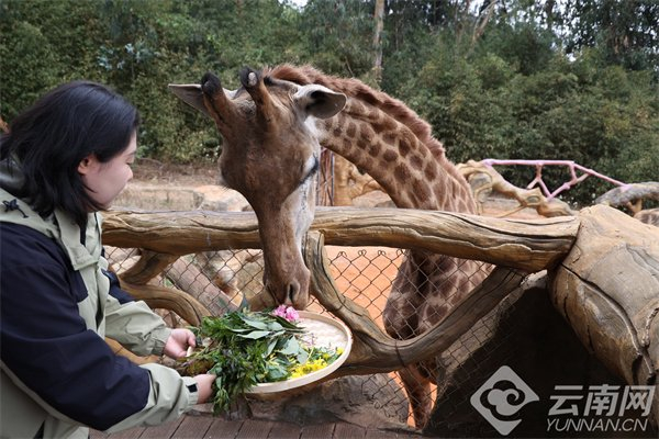 长颈鹿品尝云南特色美食
