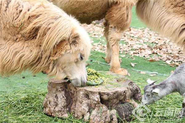 骆驼品尝金雀花
