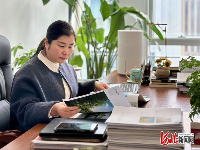 3月11日，武芳芳在办公室查看雄安新区的公园规划方案。河北日报记者 郝金钰摄