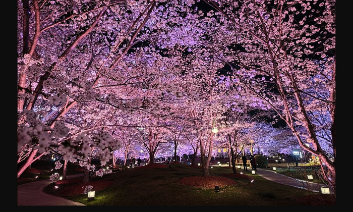 今年，顾村公园首次开设夜樱专场。/朱嘉奕摄