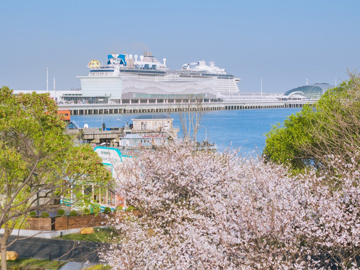 顾村公园与上海国际邮轮旅游度假区联合开设“樱邮联动”专线。/朱嘉奕摄