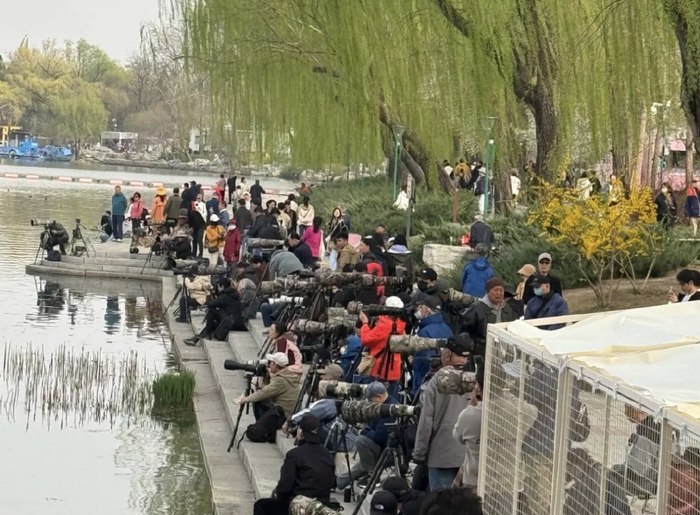 图/近日，某男星在公园拍摄水鸟