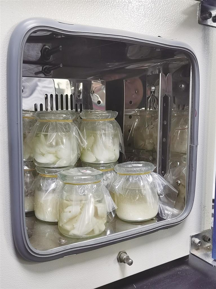 实验室里的浆水益生菌百合