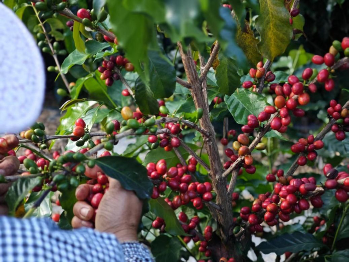 保山咖啡采收季